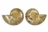 Jurassic Cut & Polished Ammonite Fossil - Madagascar #289284-1